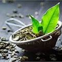 Green Tea Leaf Extract